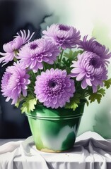 Lilac chrysanthemums in a pot on a white background. Chrysanthemum potted isolated on white background.