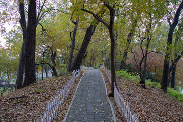Fototapeta premium Pathway and colorful autumn foliage in the garden