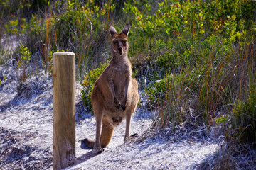 Curious Western grey kangaroo (Macropus fuliginosus) on a beach walk near Esperance, Western Australia  - obrazy, fototapety, plakaty