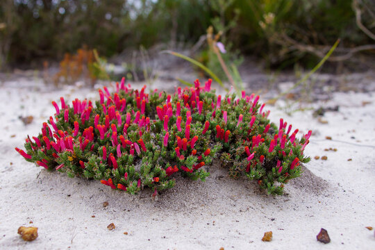 Flowering Heath Lechenaultia (Lechenaultia tubiflora) in natural habitat near Esperance, Western Australia