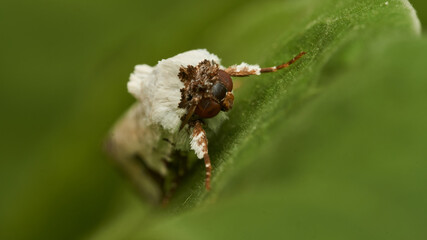 Details of a white moth on a green leaf