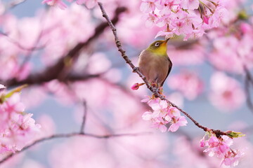 満開の桜と可愛いメジロ