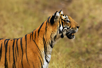 Bengal tiger or Indian tiger (Panthera tigris tigris), portrait of a female in the natural habitat. The tiger tensely observes its surroundings.
