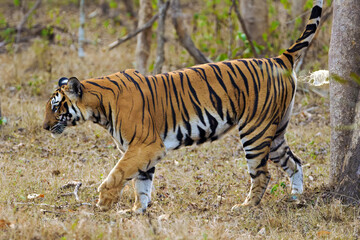 Bengal tiger or Indian tiger (Panthera tigris tigris), a large female patrolling the territory while marking. A wonderful specimen of a tiger in typical activity in the Indian jungle.