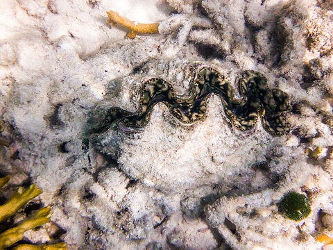 underwater photo of a giant clam on the great barrier reef