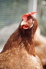 Close-up of a chicken face.