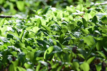 Fototapeta na wymiar Wild garlic leaves field in the spring closeup. Allium ursinum or Bear's garlic green leaves in the forest. Ramsons leaves background