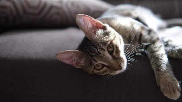 4k video of a silly tiger kitten playing on the couch in the living room, in the morning sun, stretching, lying upside down, striped cat