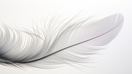 close-up of white feather against a light background