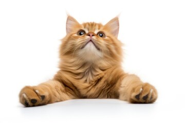 Obraz premium Orange ginger cat is playing, isolated on white background.