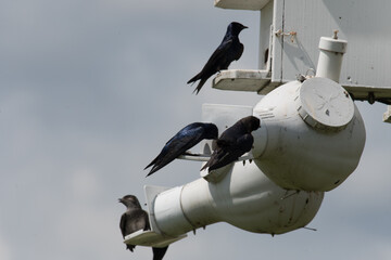 A group of Purple Martins all at a purple martin birdhouse.