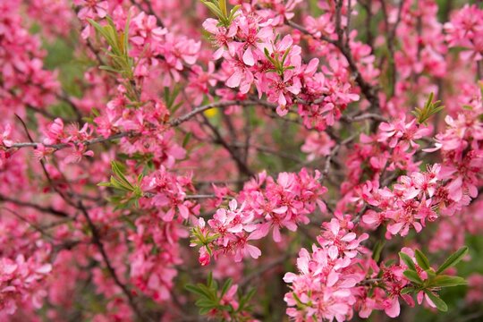 Prunus tenella or dwarf steppe blossoms almond pink flowers in spring