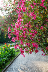 Fototapeta na wymiar An alley in park with lushly blooming oleander tree with pink flowers Botanical Garden Spring blossoming and landscaping concept