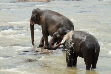 Bathing elephants in the river at Pinnawala