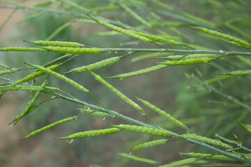 Close-up of green mustard pod with dew droplets on it.