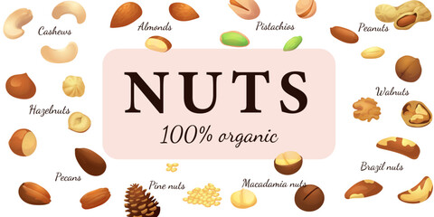 A set of flat illustrations of nuts: almonds, walnuts,cashews,pistachios,pecans,hazelnuts, brazil nuts, macadamia nuts,pine nuts, chestnuts peanuts and coconuts.