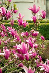Beautiful flowering Magnolia Tree in the spring