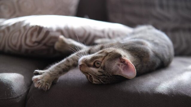 4k video of a silly tiger kitten playing on the couch in the living room, in the morning sun, stretching, lying upside down, striped cat