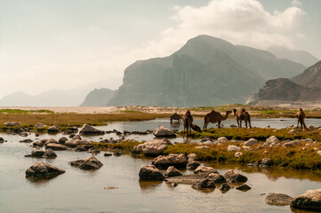 Camels on the coast, Oman
