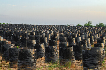 row of poly bags for oil palm seedlings in oil palm plant nursery with a sky background.