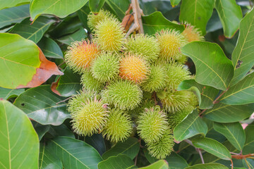 close up view of ripe immature green rambutan fruit hanging on a tree. fruit season. tropical season.