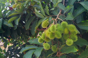 close up view of ripe immature green rambutan fruit hanging on a tree. fruit season. tropical season.