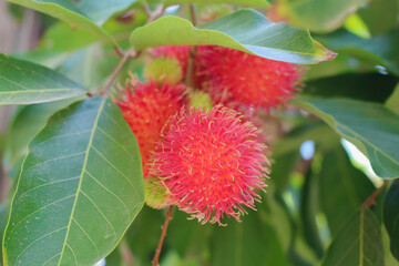 close up view of red ripe rambutan fruit on tree. fruit season. tropical season.