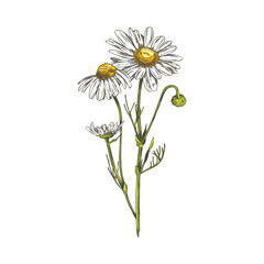 Beautiful chamomile plant, vector hand drawn blossom chamomile, daisy flowers on a stem with leaves medical healing herb
