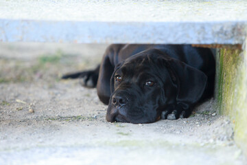 Dog breed Cane Corso Italiano