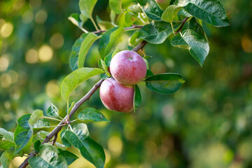 apples on a branch