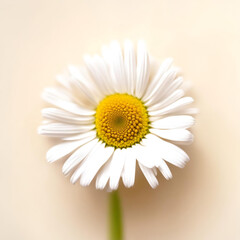 Naklejka premium A daisy with lots of white petals in the middle of a light background.