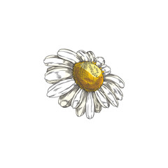 Hand drawn chamomile single flower color sketch.