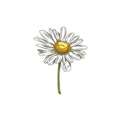 Chamomile icon for medicine and cosmetics sketch vector illustration isolated.