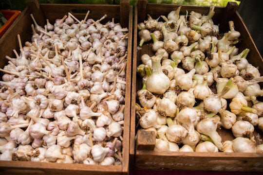 green and purple garlic varieties for sale in crates