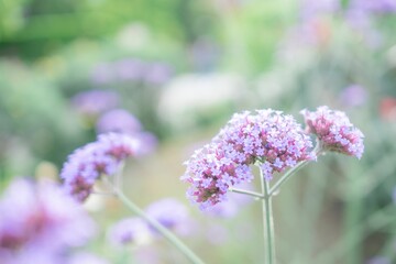 Obraz premium 紫の花
