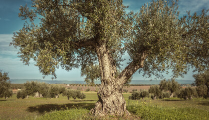 Olive trees cultivation landscape in Portugal