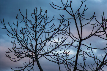 Silhouette of bare tree branches against dark cloudy sky at sunset