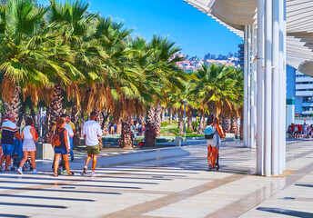 The lush palms on Palm Grove of Surprises promenade, Malaga, Spain - obrazy, fototapety, plakaty