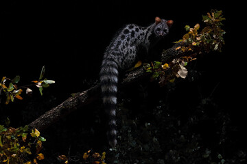 A genet balances on a tree branch at night surrounded by vibrant leaves against a pitch-black...