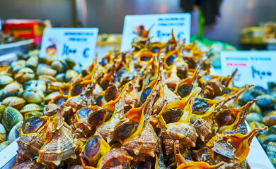 The fresh murex in seafood srall, Atarazanas Market, Malaga, Spain