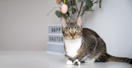 Copyspace easter banner with cute green eye domestic cat
