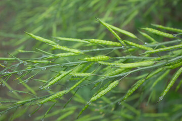 Close-up of green mustard pod with dew drops on it.