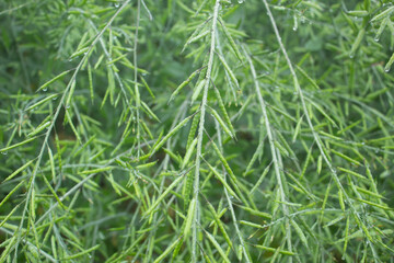Close up of green mustard pod with water droplets on the leaves.