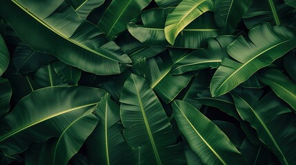 Background of leaves with leaf texture.