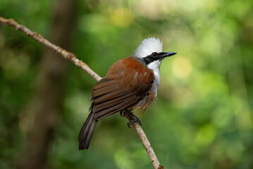 White-crested Laughing Thrush in the rain forest