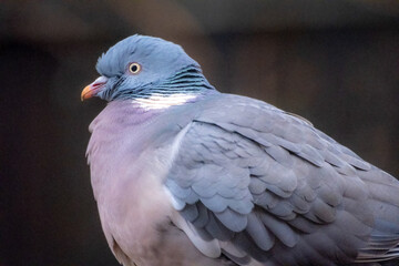 Portrait of a Pigeon