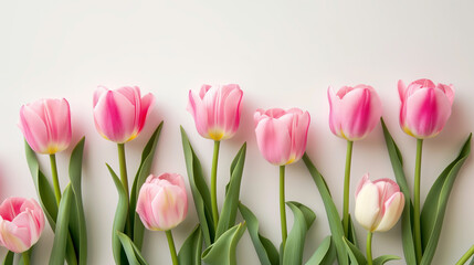 flat lay of pink tulips on background