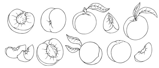 Set of linear sketches of peach and pieces of summer fruit.Vector graphics.