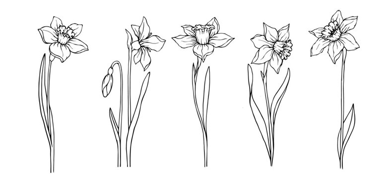 Set of sketches of spring flowers and daffodil buds.Vector graphics.