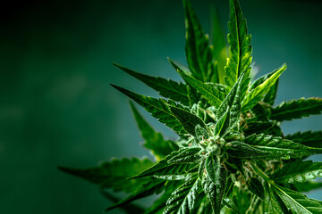 Cannabis plant with green leaves and white flowers, with trichomes and yellow stigmas. Growing...